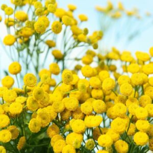 Bulk container of pure Blue Tansy essential oil from a certified wholesale supplier in Morocco.