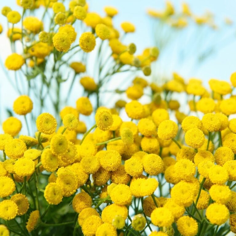 Bulk container of pure Blue Tansy essential oil from a certified wholesale supplier in Morocco.