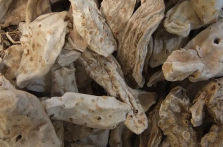 Premium dried iris root also known as orris root, natural Moroccan herbal ingredient for botanical and aromatic use.