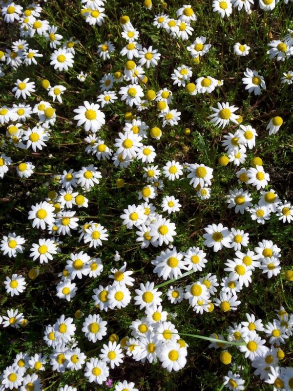Bulk supply of pure Moroccan Roman Chamomile essential oil from a wholesale distributor in Morocco.