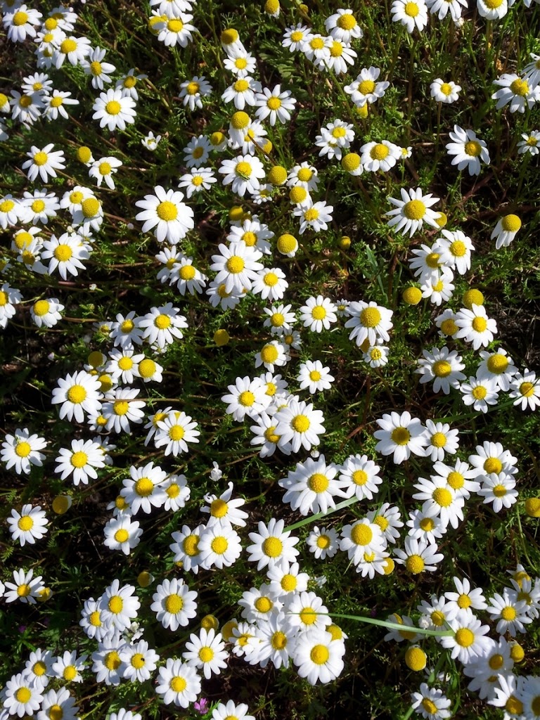 Bulk supply of pure Moroccan Roman Chamomile essential oil from a wholesale distributor in Morocco.