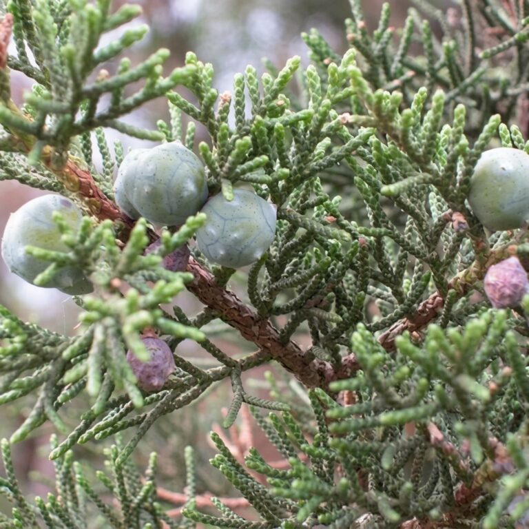 Bulk supply of pure Moroccan Cypress essential oil from a wholesale distributor in Morocco.
