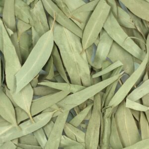 Bulk supply of aromatic dried Moroccan Eucalyptus leaves and branches from a wholesale distributor in Morocco.