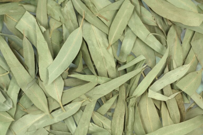 Bulk supply of aromatic dried Moroccan Eucalyptus leaves and branches from a wholesale distributor in Morocco.