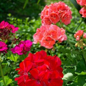 Bulk supply of pure Moroccan Geranium essential oil from a wholesale distributor in Morocco.