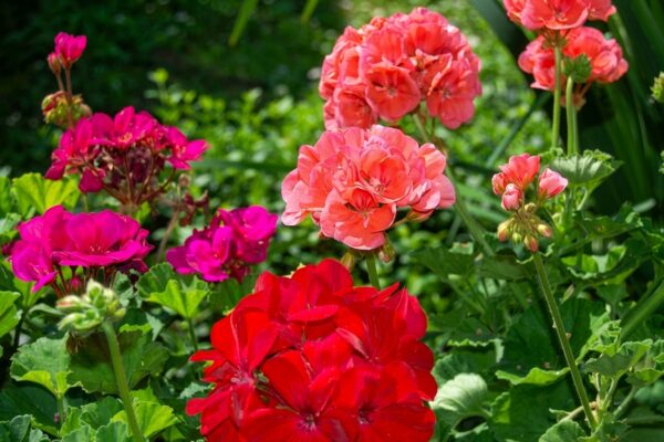 Bulk supply of pure Moroccan Geranium essential oil from a wholesale distributor in Morocco.