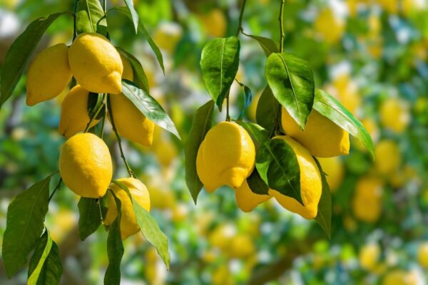 Bulk supply of pure Moroccan Lemon essential oil from a wholesale distributor in Morocco.