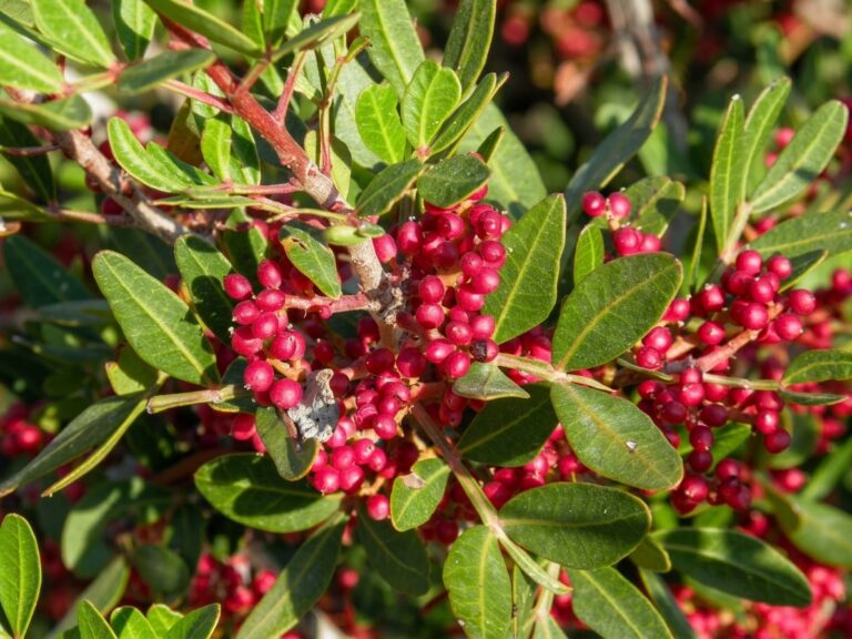 Bulk supply of pure Moroccan Lentiscus essential oil from a wholesale distributor in Morocco.