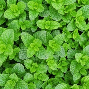 Bulk supply of pure Moroccan Mint essential oil from a wholesale distributor in Morocco.