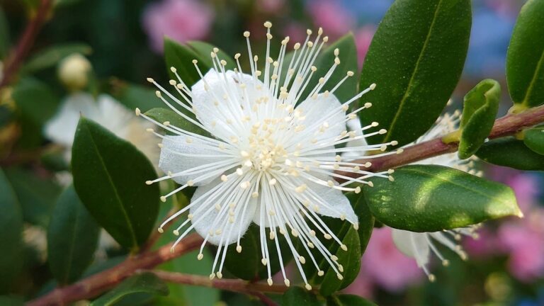 Bulk supply of pure Moroccan Myrtle essential oil from a wholesale distributor in Morocco.