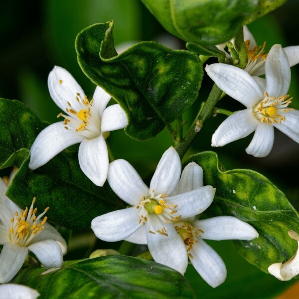 Bulk supply of pure Moroccan Neroli essential oil from a wholesale distributor in Morocco.