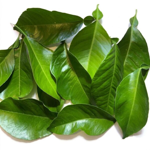 Moroccan Dried Orange Leaves