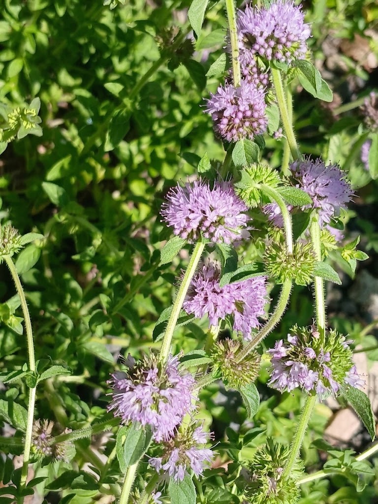Bulk supply of pure Moroccan Pennyroyal essential oil from a wholesale distributor in Morocco.