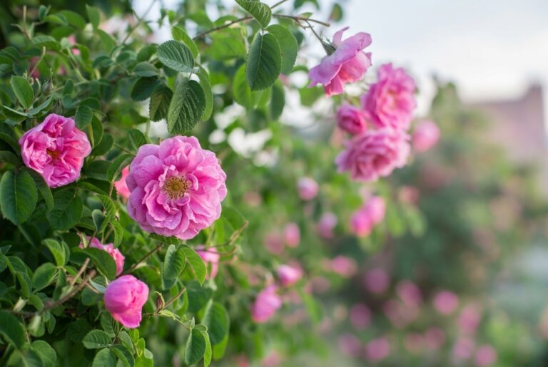 Bulk supply of pure Moroccan Rose essential oil from a wholesale distributor in Morocco.