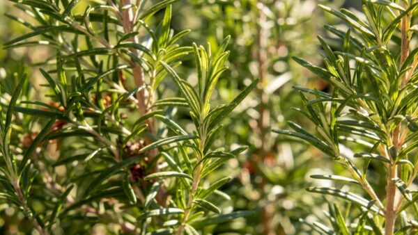 Bulk supply of pure Moroccan Rosemary essential oil from a wholesale distributor in Morocco.