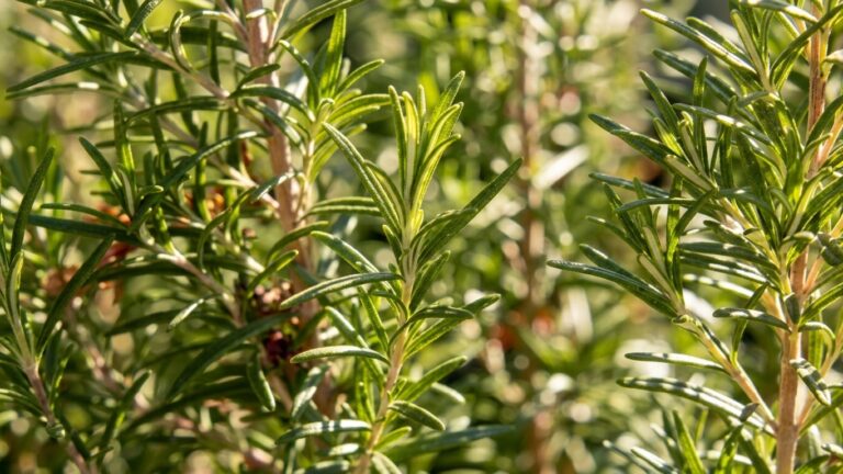Bulk supply of pure Moroccan Rosemary essential oil from a wholesale distributor in Morocco.