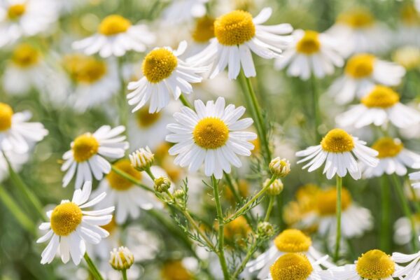 wholesale-moroccan-wild-chamomile-essential-oil-bulk.jpg