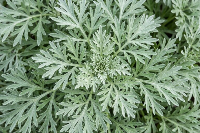Bulk supply of pure Moroccan Wormwood essential oil from a wholesale distributor in Morocco.